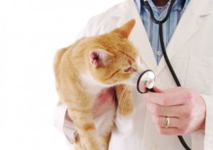 Cat Breeding Indoor Activity for Seniors - Cat with Vet Cat Breeding Indoor Activity for Seniors - Cat with Vet
