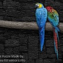 FREE Printable Jigsaw Puzzle: Parrot 1 (Small + Large Pieces)