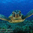FREE Printable Jigsaw Puzzle: Turtle 1 (Small + Large Pieces)