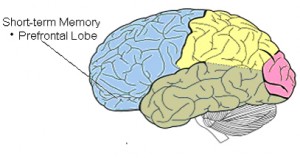 Short Term Memory Components.jpg