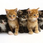 Cat Breeding Indoor Activity for Seniors