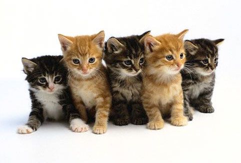 Cat Breeding Indoor Activity for Seniors - Kitties
