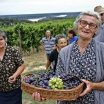 Elderly grape gathering in serbia