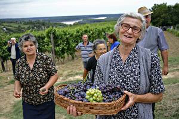 Elderly grape gathering in serbia
