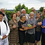Elderly group grape gathering in Serbia