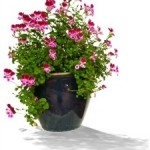 Indoor Gardening for Seniors