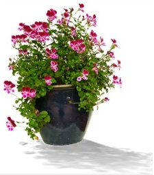Indoor Gardening for Seniors