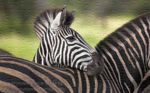 FREE Printable Jigsaw Puzzle: Zebra 1 (Small + Large Pieces). Very lovely looking zebra with its head on top of another one.