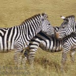 FREE Printable Jigsaw Puzzle: Zebra 2 (Small + Large Pieces)