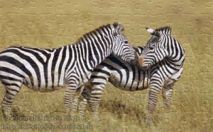 FREE Printable Jigsaw Puzzle: Zebra 2 (Small + Large Pieces). Two lovely zebras are enjoying outside with their noses touching one another.