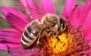 FREE Printable Jigsaw Puzzle: Bee 1 (Small + Large Pieces). A close up stunning photo of a bee on top of a flower in such detail that even the wing details are visible.