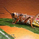 FREE Printable Jigsaw Puzzle: Grasshopper 1 (Small + Large Pieces)