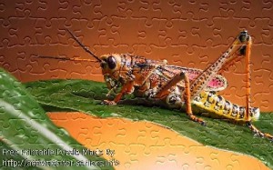 FREE Printable Jigsaw Puzzle: Grasshopper 1 (Small + Large Pieces). A really amazing and detailed grasshopper standing on a green leaf close up view.