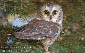 FREE Printable Jigsaw Puzzle: Owl 1 (Small + Large Pieces). A very interesting photo of an Owl looking directly at us with its enormous eyes.