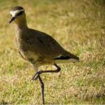 Bird Watching Activities For The Elderly Made Easy
