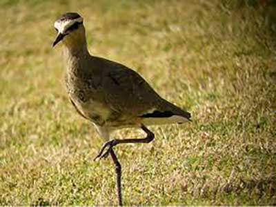 Bird Watching Activities For The Elderly Made Easy Image 1