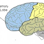 Short Term Memory Components