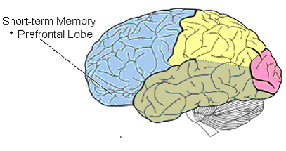 Short Term Memory Components.jpg